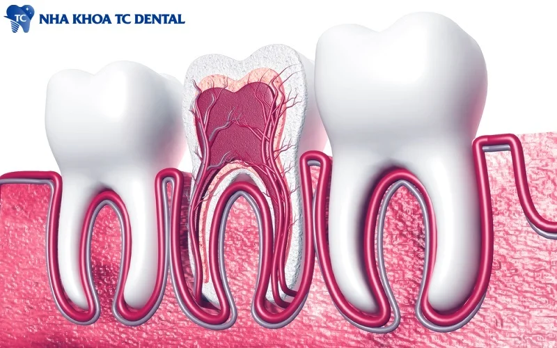 Tủy răng nằm ở trung tâm của mỗi chiếc răng