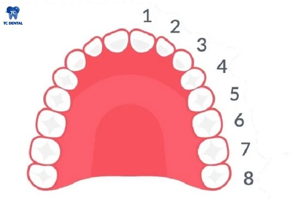 Vị trí răng số 7 trên cung hàm